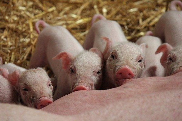 Болезни органов половой системы свиней