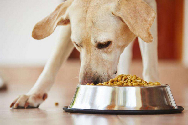 Отличия лечебного корма для собак от диетического