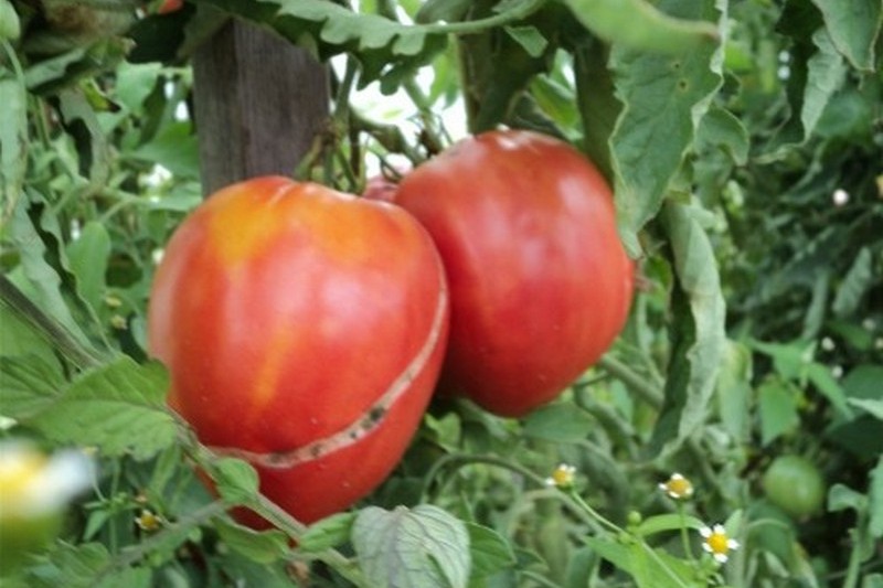 Выращиваем помидоры 