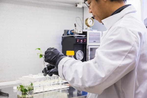 Ученые создали растение для очистки воздуха от канцерогенов