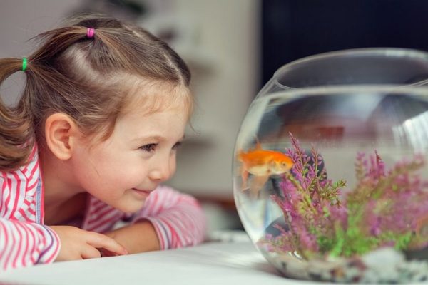 Ребенок боится рыбок (птичек, кошек, мышей, клещей и т.д. )! Что делать?