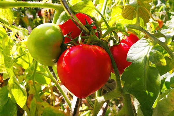Какие сорта и гибриды томата используют для выращивания в пленочных теплицах?