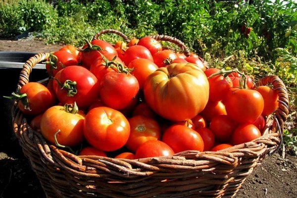 Как повысить урожай томатов?