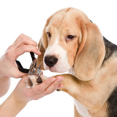 Первый раз к грумеру: как подготовить щенка к процедурам?