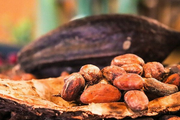 Как какао влияет на работу мозга: исследование