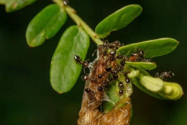 Как опрыскивать растения, чтобы избавиться от муравьев и тли