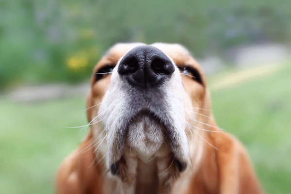 Ученые: Собаки могут «видеть» носом