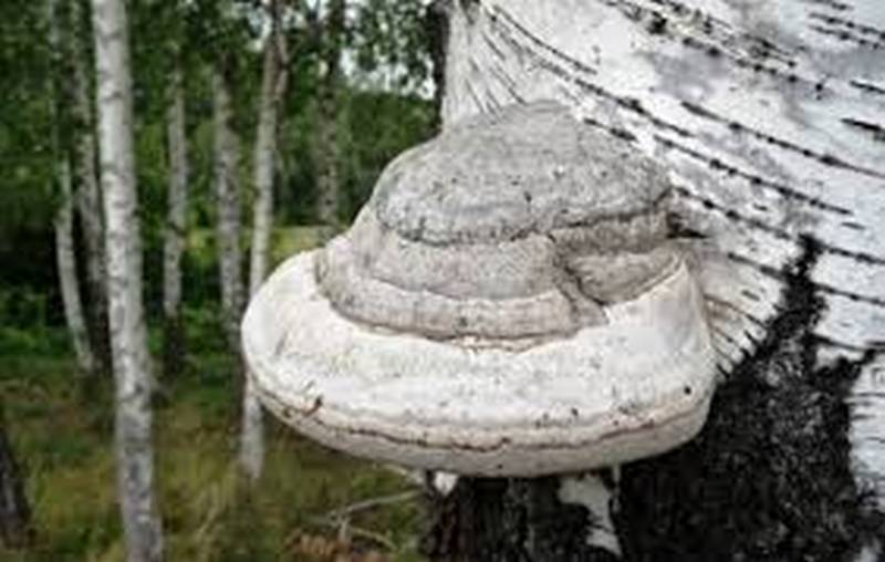 Полезные свойства березового гриба