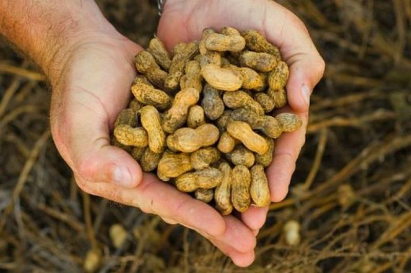 Как вырастить арахис у себя дома