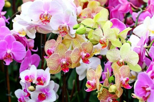 Как размножить орхидею: 4 простых способа от садоводов