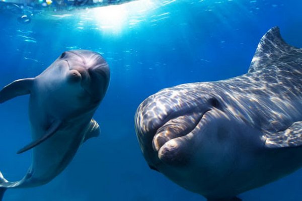 Ученые: Дельфины могут заключать большие дружественные альянсы