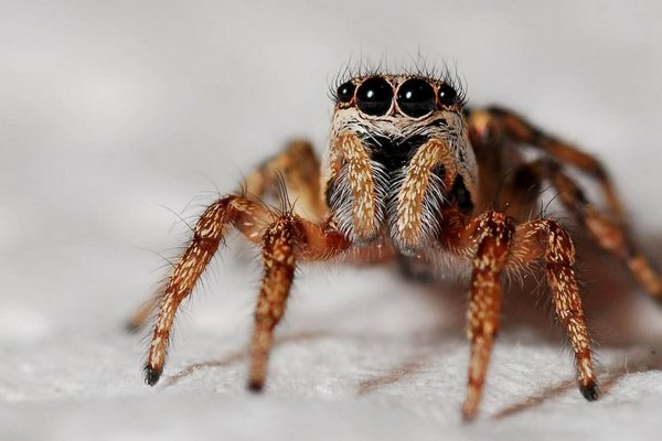 Как побороть страх перед пауками: признаки и советы