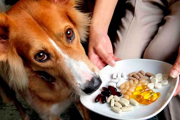 Как предотвратить дефицит витамина Е у собак и источники его получения