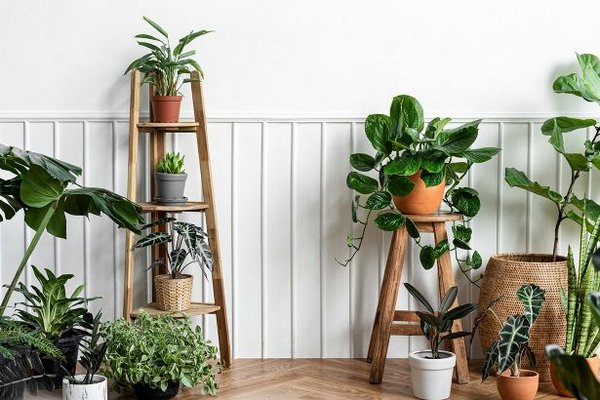 Маленький секрет для супер роста комнатных растений: делайте это дважды в месяц