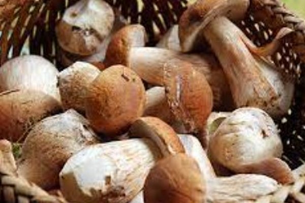 Использование заготовленных грибов