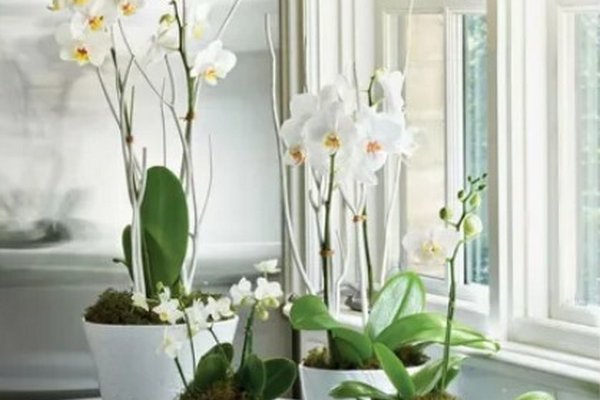 Какие растения нельзя ставить рядом с орхидеей: цвести больше не будет