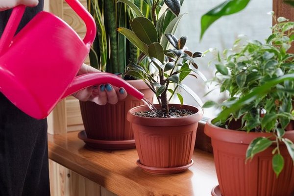 Как спасти увядшие комнатные цветы: помогут простые удобрения