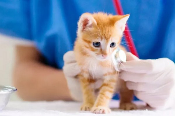 Нужно ли обрабатывать от паразитов домашних кошек?