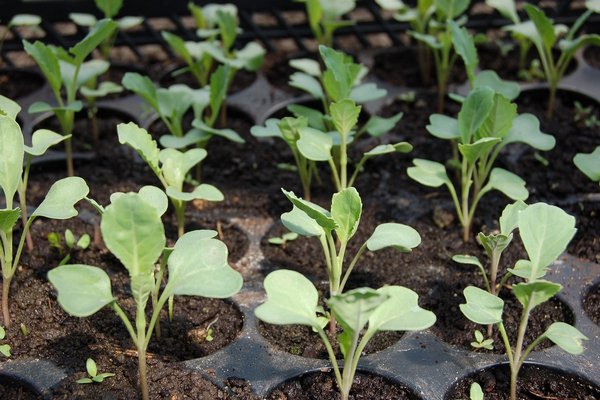 Как спасти растянувшуюся рассаду капусты: полезные советы