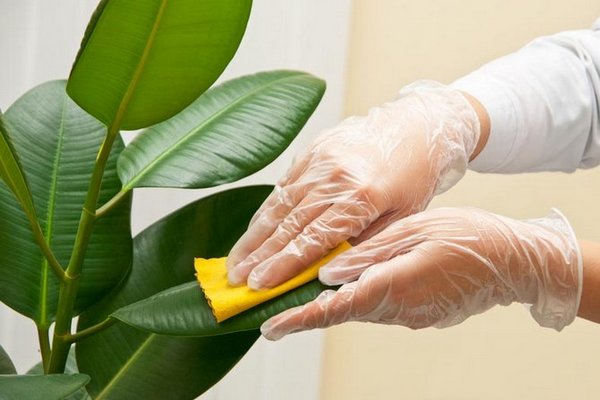 Как легко избавиться от пыли на комнатных растениях: полезные советы