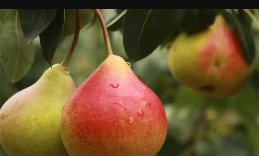 Как обрезать грушу, чтобы она дала много плодов: нюансы, которые обязательно нужно учесть