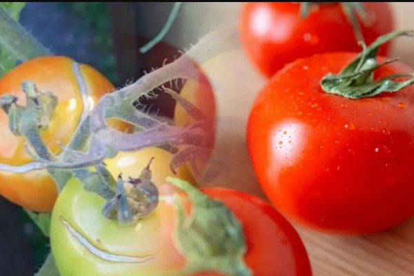 Почему помидоры трескаются: названы ключевые причины, которые портят внешний вид овоща