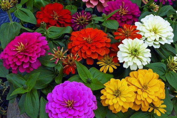 Какие растения цветут все лето и до глубокой осени: 6 лучших видов для украшения участка