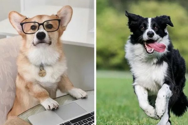 Как понять, что ваша собака – гений: признаки интеллекта четырехлапых друзей
