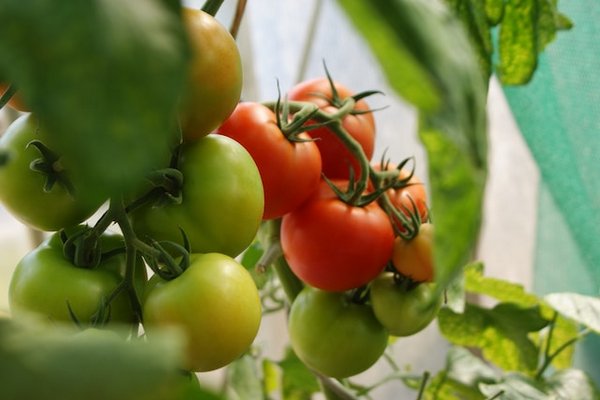 Чем подкормить помидоры, чтобы лучше переносили холод, жару и засуху: совет опытных дачников