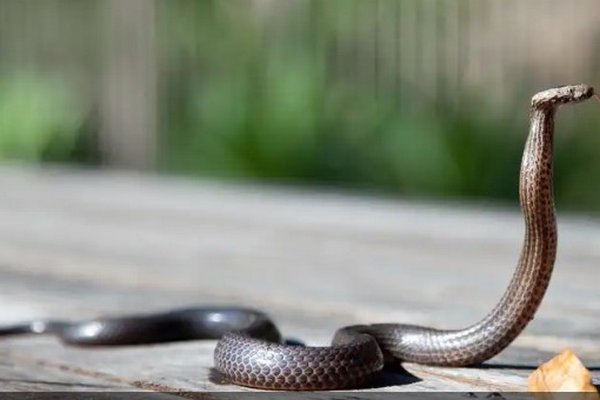 Сезон активизации пресмыкающихся: что делать, если укусила ядовитая змея
