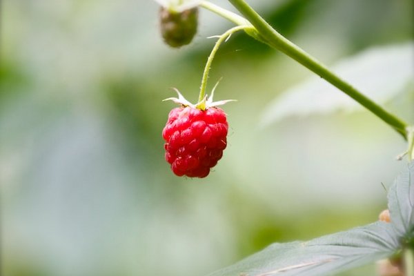 Как избавиться от вредителей на малине и сохранить сочные ягоды: советы опытных садоводов