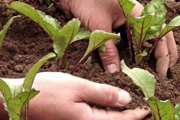 Что можно сажать и сеять на огороде в июне: список овощей
