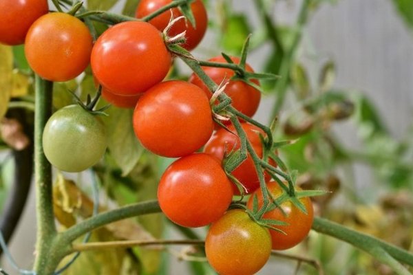 Почему желтеют листья помидоров и что нужно делать