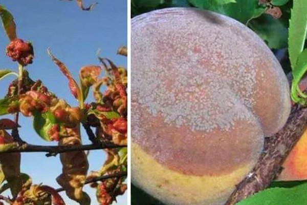 Может уничтожить весь урожай: как бороться с кудрявостью персика