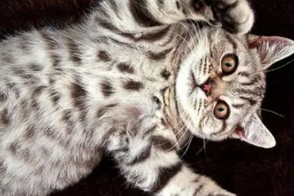 Гладить не стоит: зачем коты показывают хозяину живот