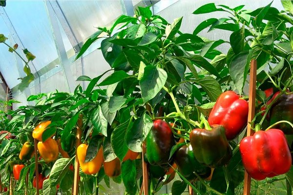 Соберете щедрый урожай: чем и как прикормить в июне сладкий перец