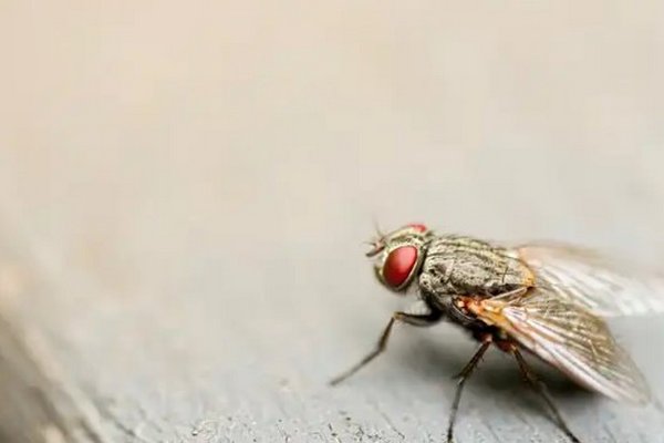 Увидев мертвых мух, другие мухи умирают быстрее, показывает странное, но важное исследование