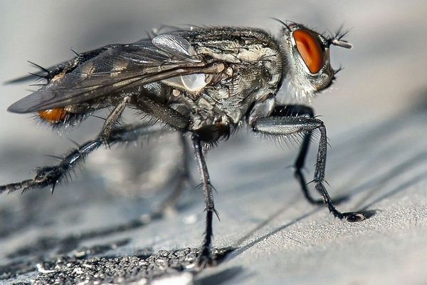 Эти простые средства помогут избавиться от мух в помещении: их запах отпугнет насекомых