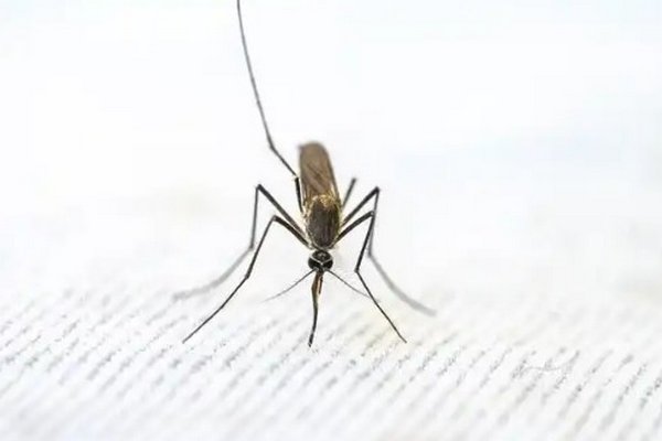 Чем могут быть опасны укусы комаров