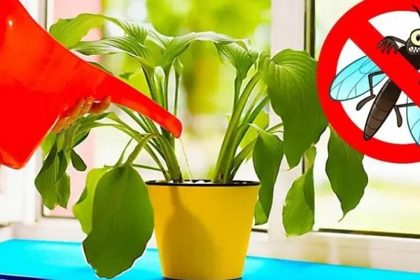 Какое домашнее растение отпугивает комаров: посадите в горшок — и минус проблема