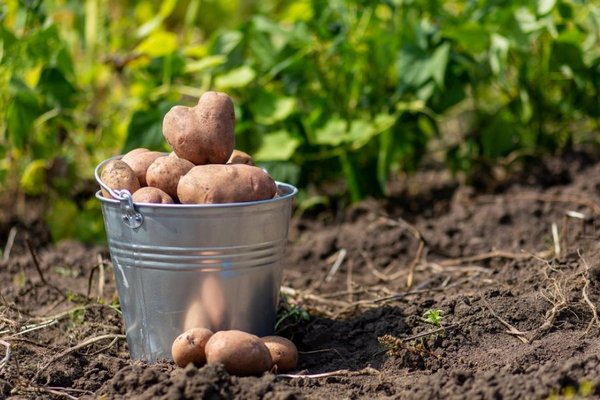 Как узнать, когда пора копать картошку