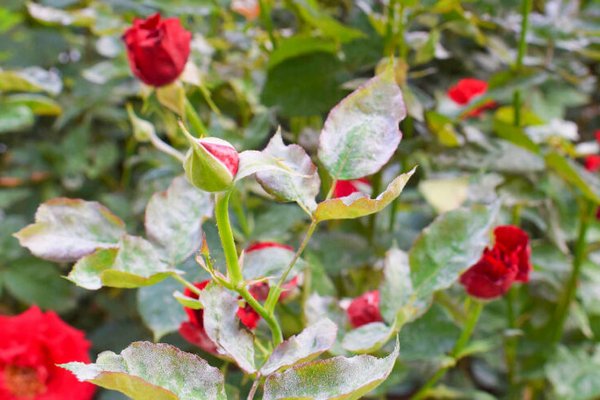 Чем опасен белый налет на листьях роз?
