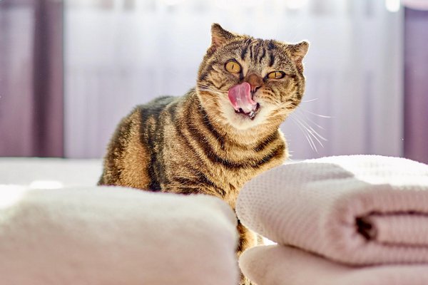 Как избавиться от кошачьего запаха в доме: действенный лайфхак с лимоном