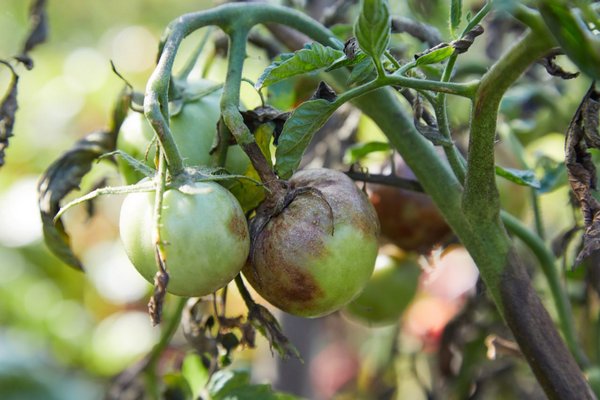 Как спасти помидоры от фитофторы: химические средства, биопрепараты и действенные народные методы