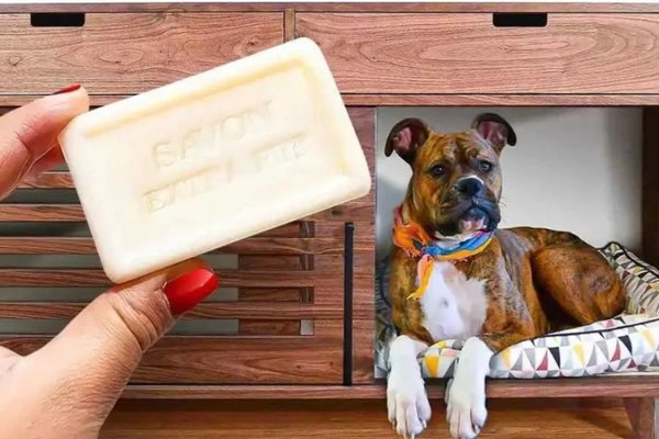 Как защитить мебель от собаки с помощью мыла: необычный лайфхак