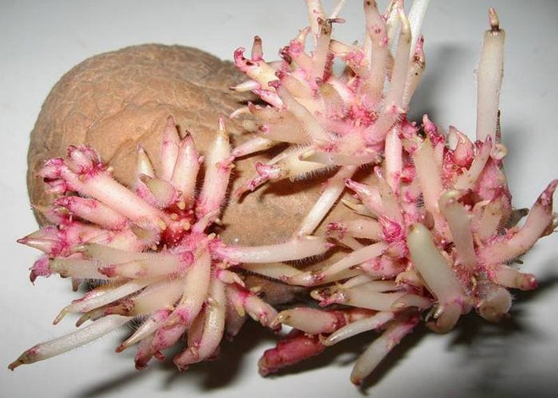 Картофельные ростки способны вылечить астму и рак