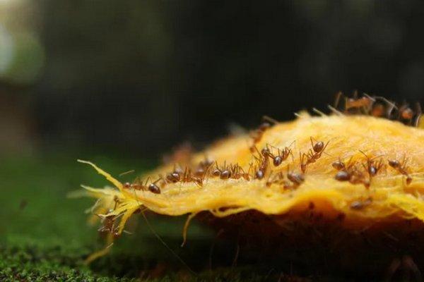 Простой способ, как с помощью мела и мыла избавиться от муравьев в доме