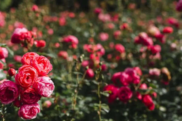 Розы будут цвести еще пышнее: что нужно сделать с цветами осенью
