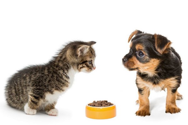 Как подобрать правильный рацион для щенков и котят – советы эксперта