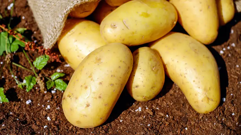Картофель не так уж полезен: вот 5 проблем, которые он может вызвать